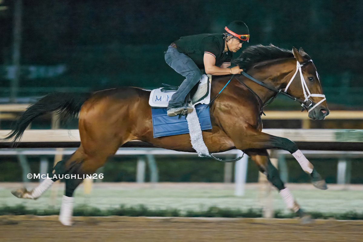 J McLaughlin Safford tweet media