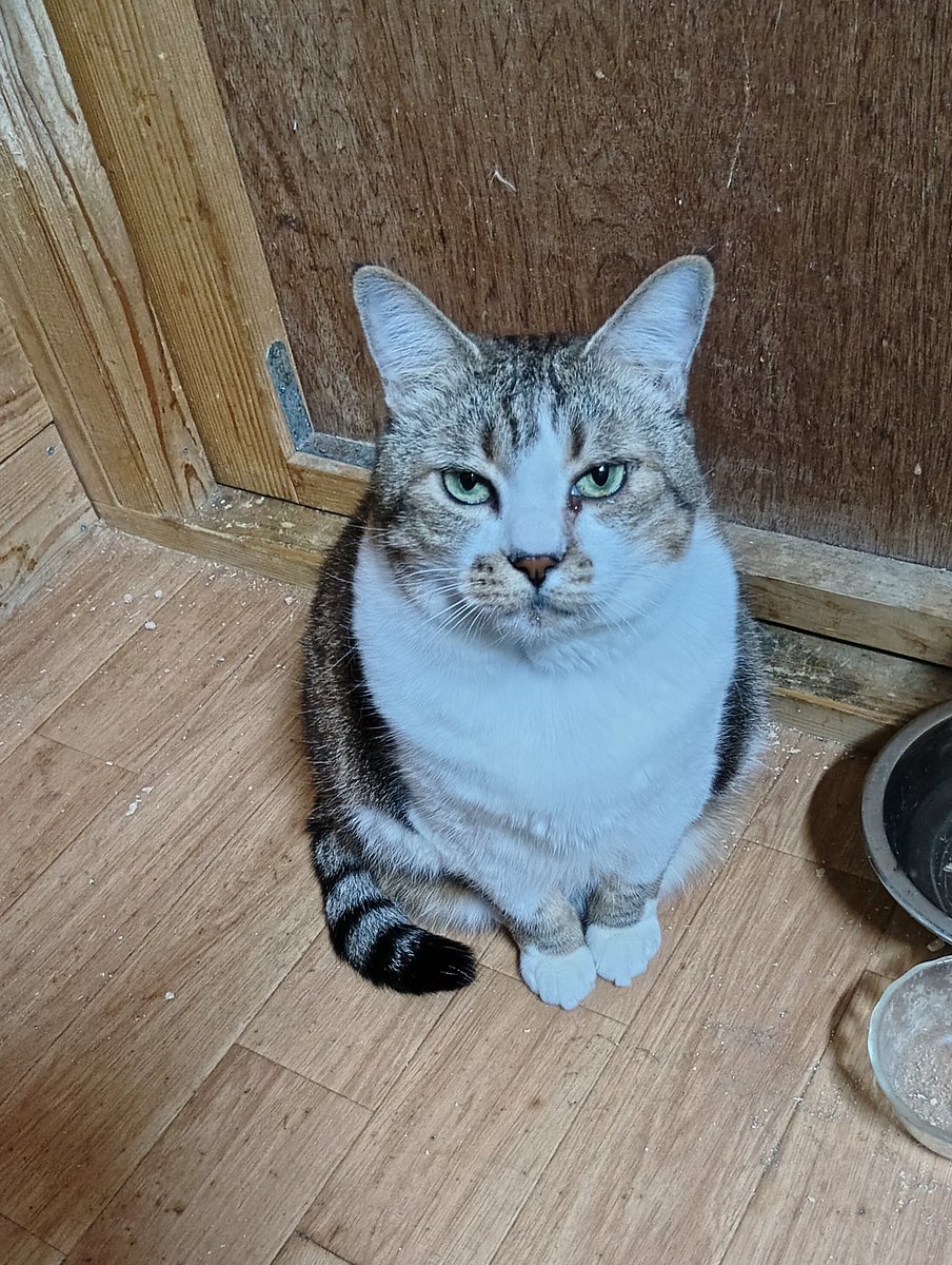 ちび選手 tweet media