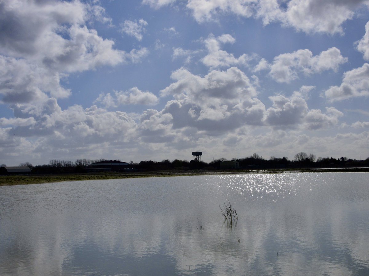 Susan Danielis Marshall tweet media