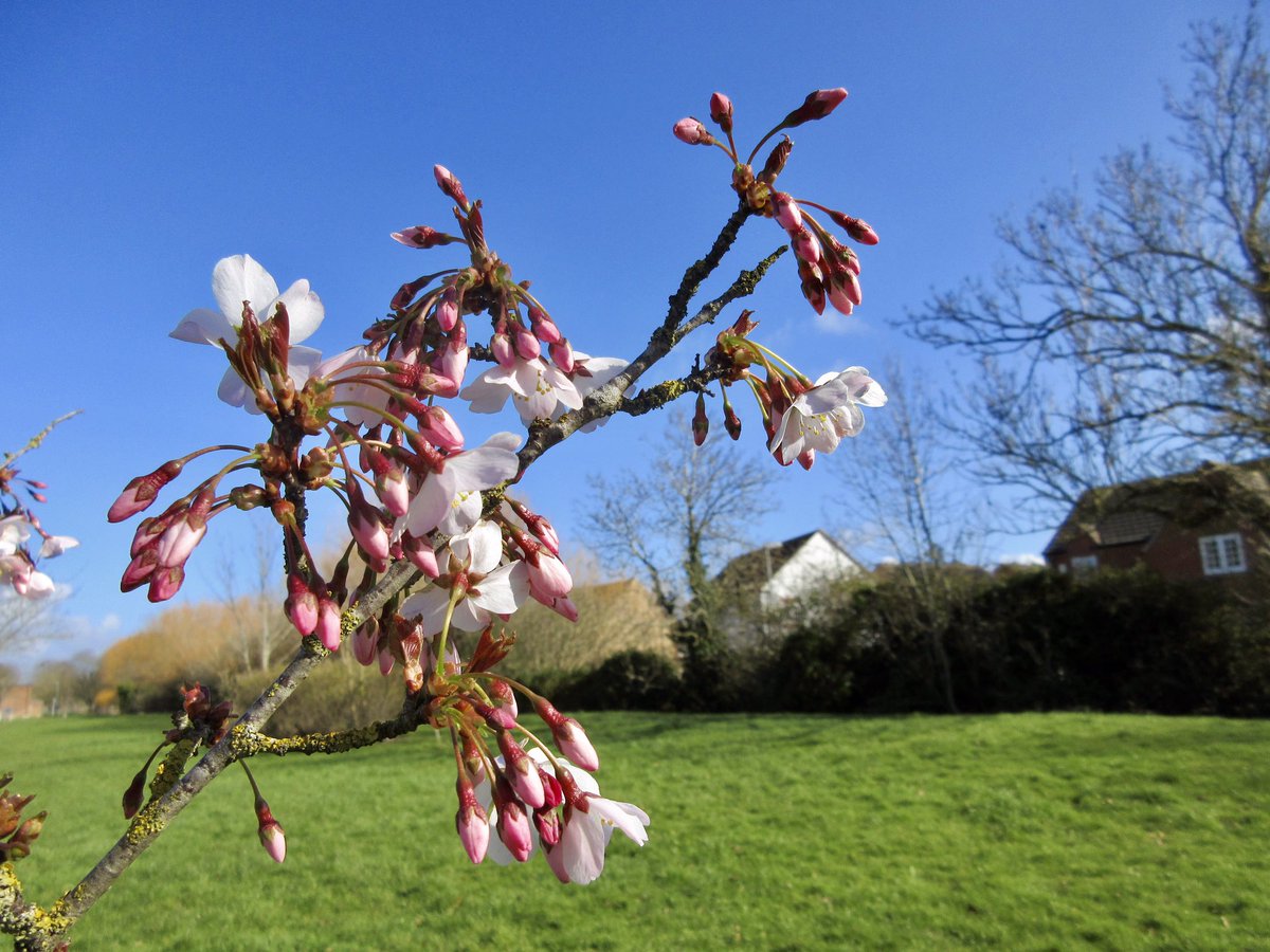 Susan Danielis Marshall tweet media