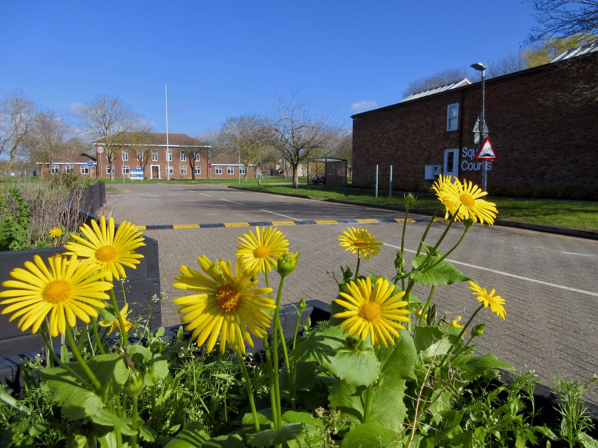 Susan Danielis Marshall tweet media