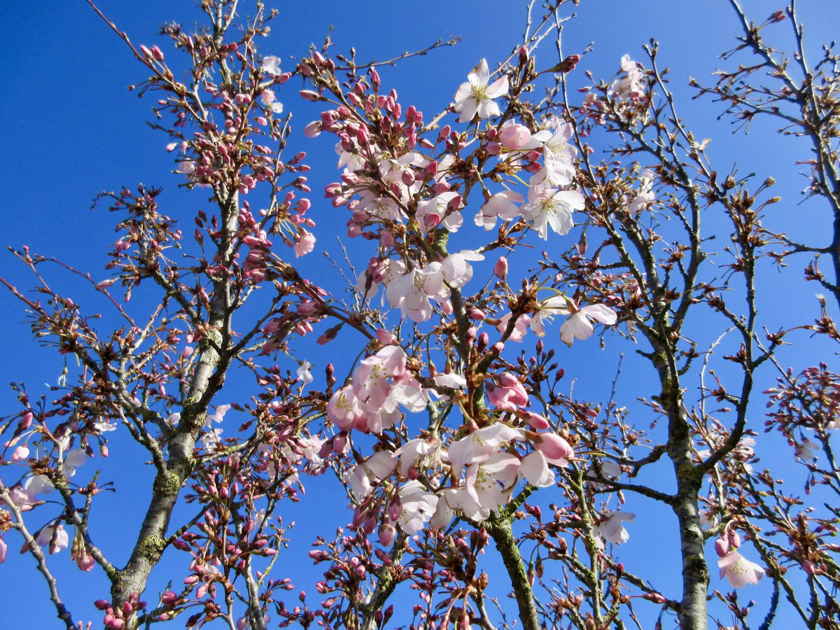 Susan Danielis Marshall tweet media