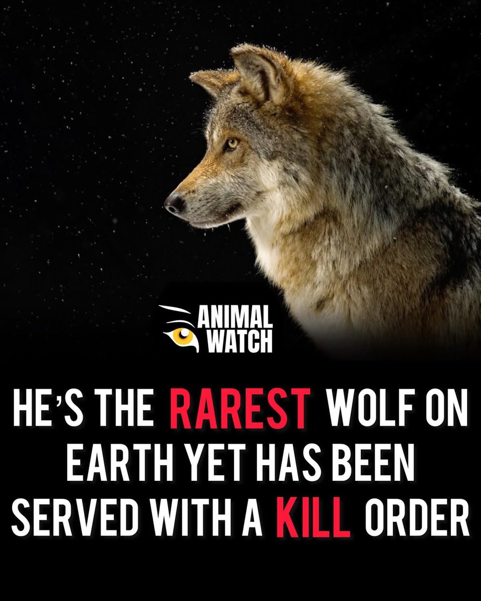 PROTECT ALL WILDLIFE tweet media