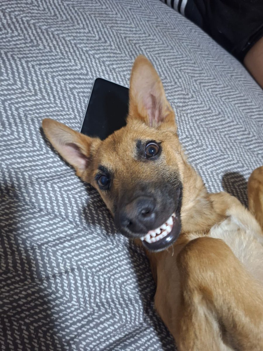 𝙷𝚎𝚕𝚊 𝙼𝚘𝚛𝚎 🐶 tweet media