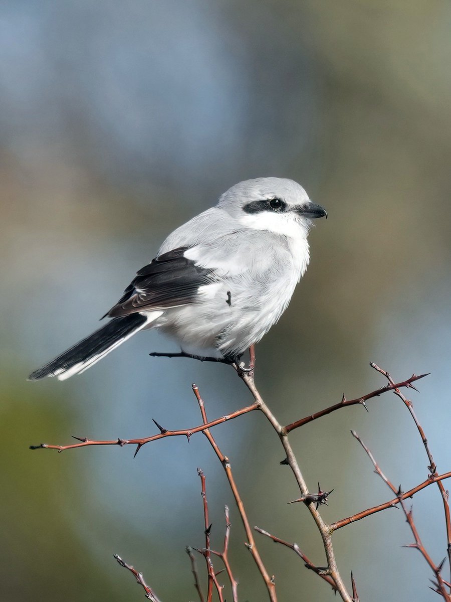 Gary Watton tweet media