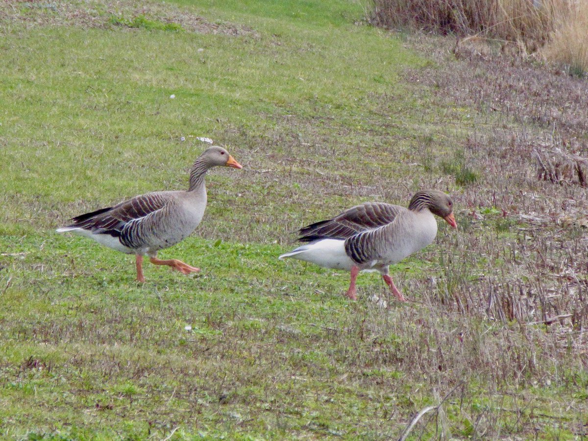 Susan Danielis Marshall tweet media