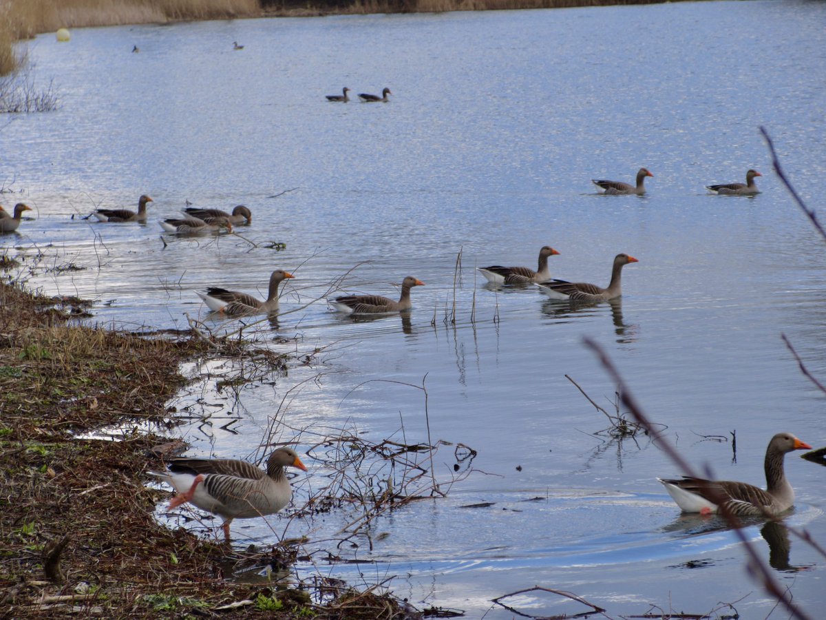 Susan Danielis Marshall tweet media