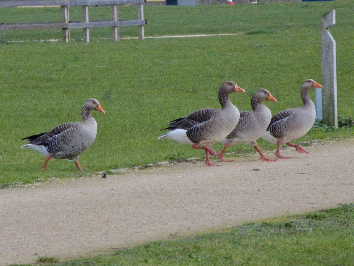 Susan Danielis Marshall tweet media