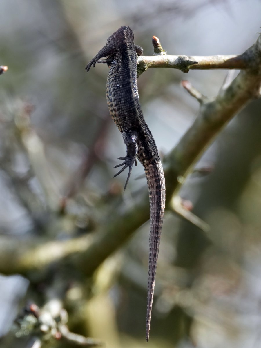 Gary Watton tweet media