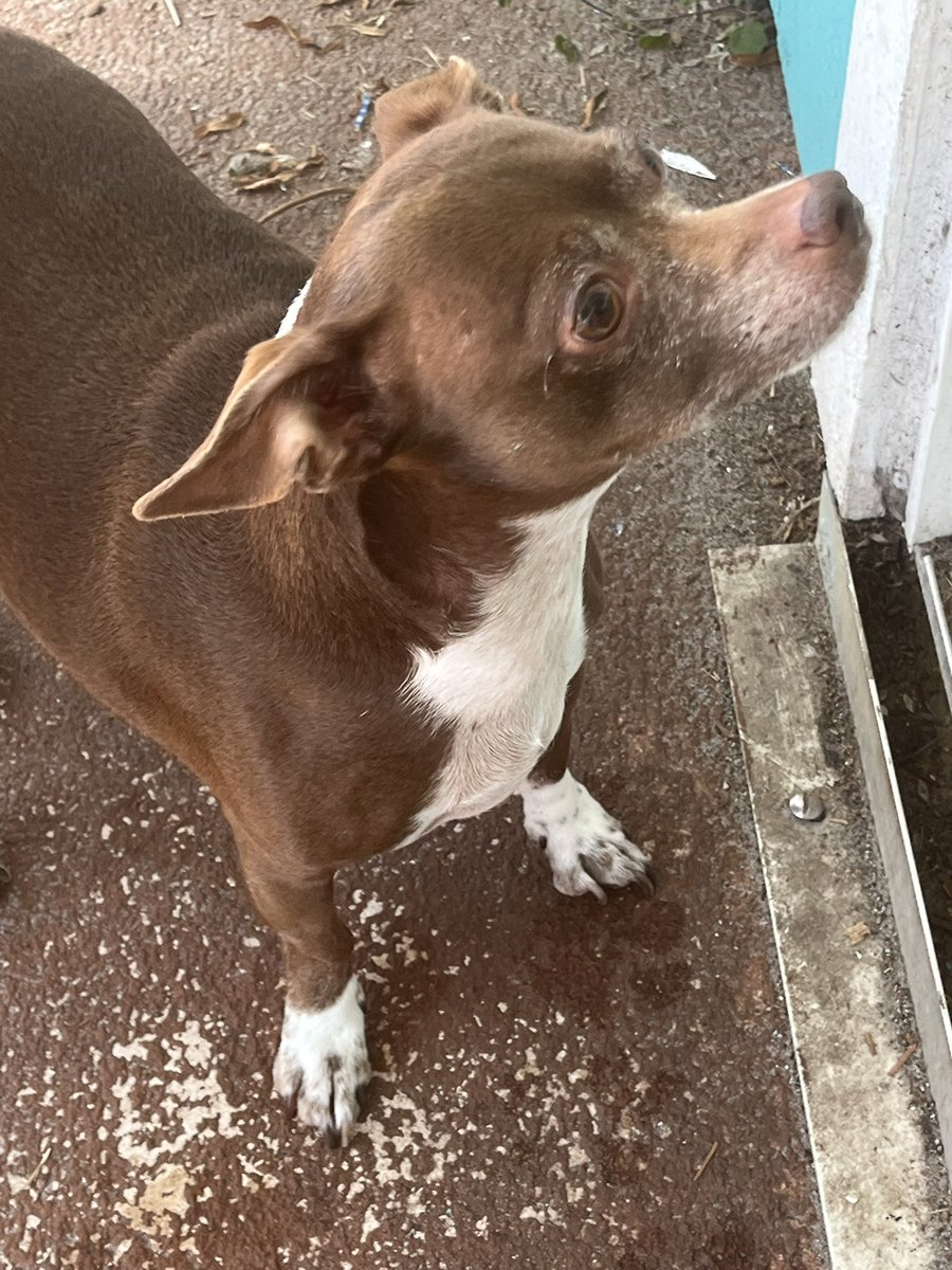 Chris Kokell tweet media