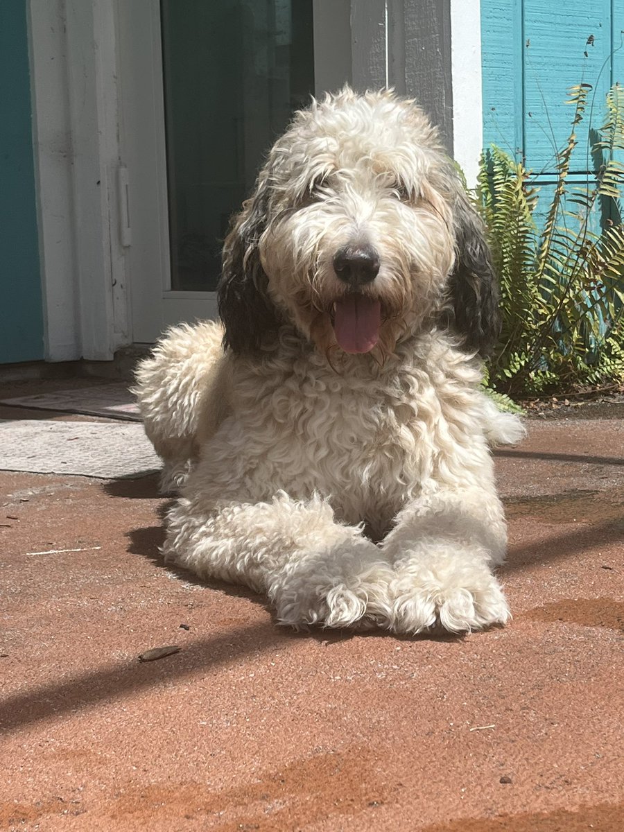 Chris Kokell tweet media