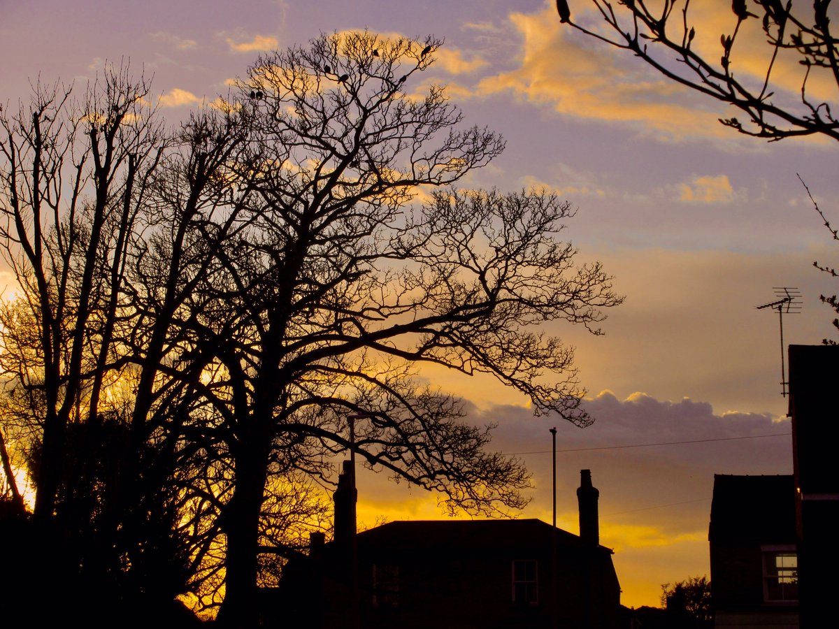 Susan Danielis Marshall tweet media