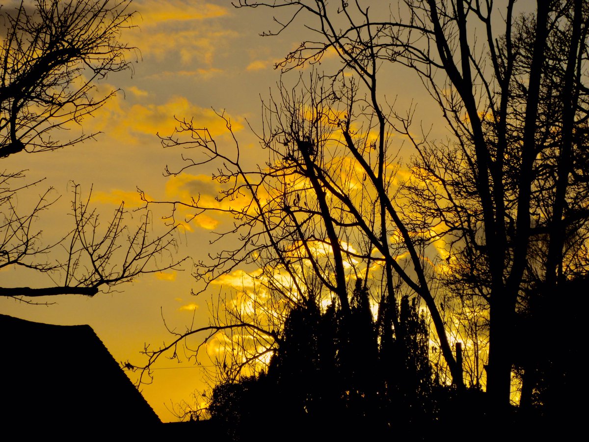 Susan Danielis Marshall tweet media