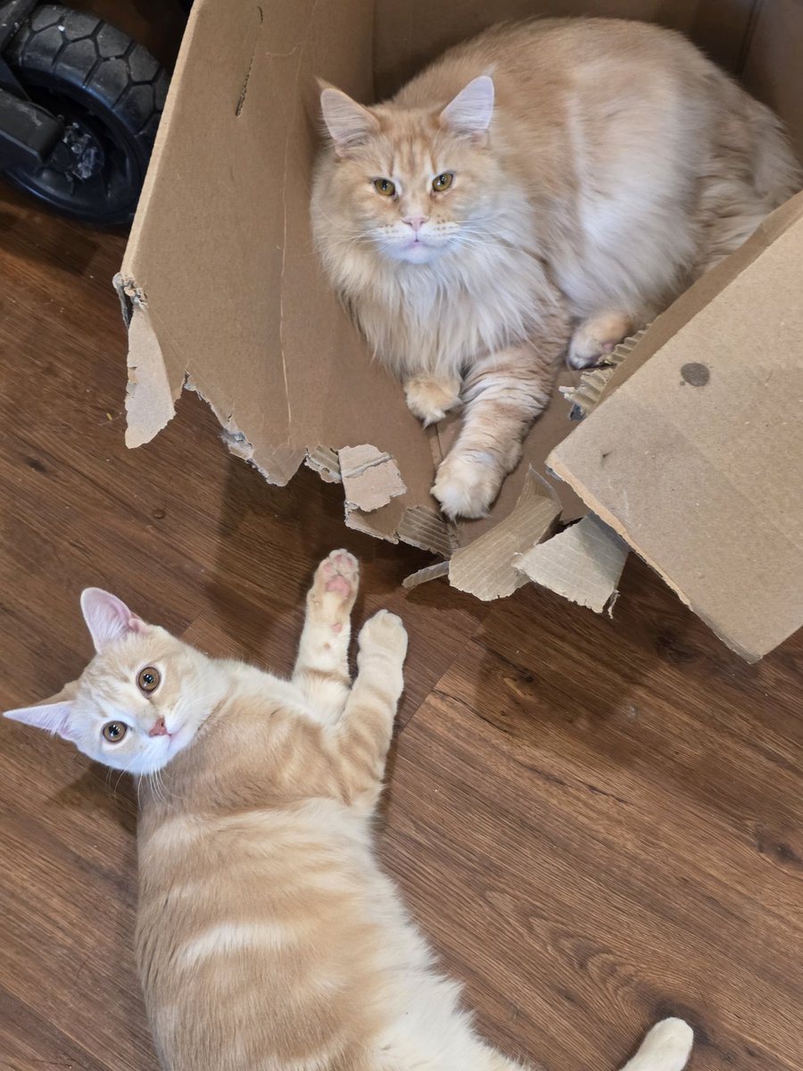 SageHillfarms's tweet photo. Riversong and Rumi #mainecoon #fosterfailure https://t.co/Uza3xDws4D