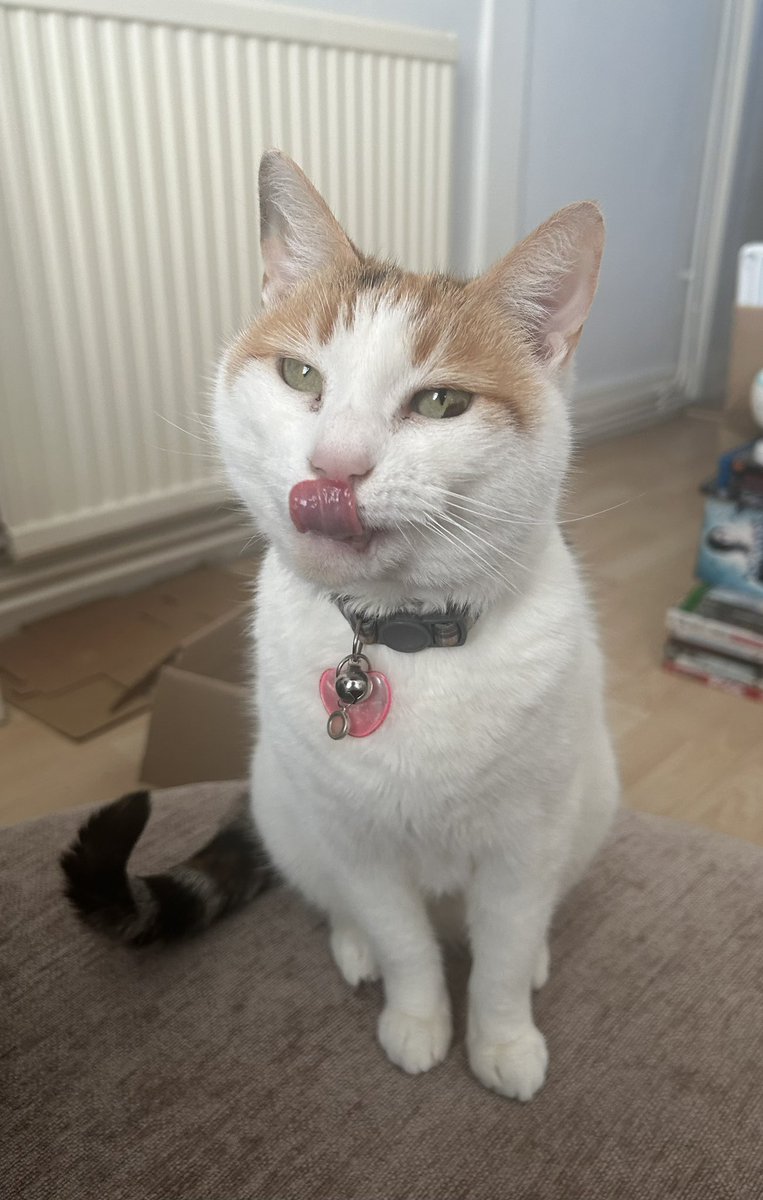 Waiting for treats 🐱 #Treats #Snacks #CatsOfTwitter #CatsOfX #CalicoCrew #Calico #Cat #Cute