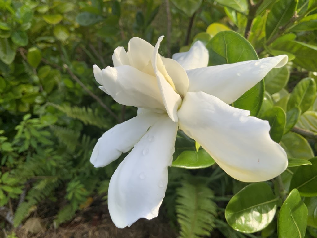 Wali WAHETRA tweet media