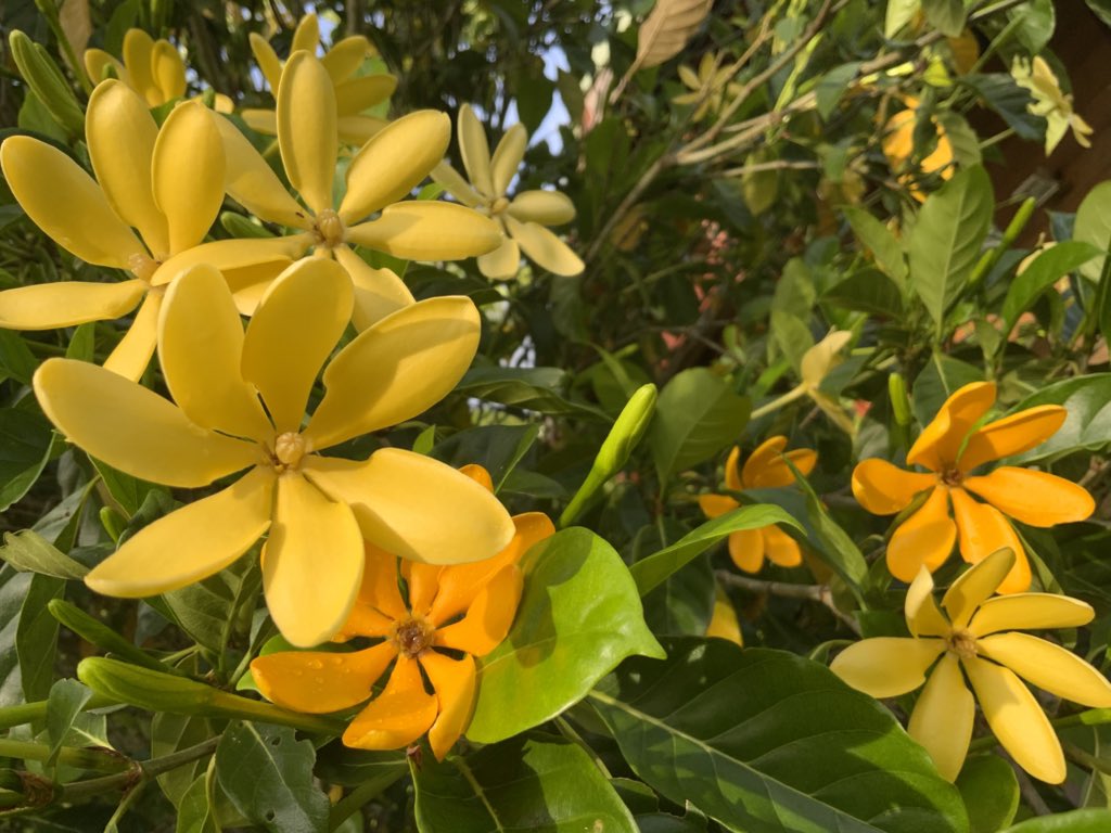 Wali WAHETRA tweet media