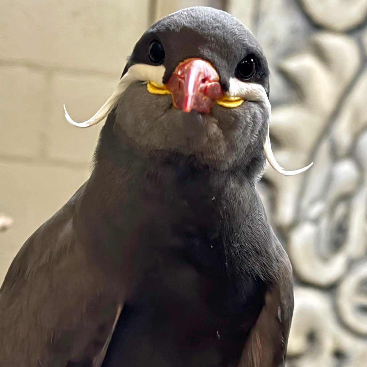 What are those birds with funky white mustaches who live with the penguins?

Those are Inca terns, a coastal bird found in Ecuador, Chile, and Peru. Their signature white “mustaches” aren’t just for looks. The length can actually be an indicator of the bird’s health.