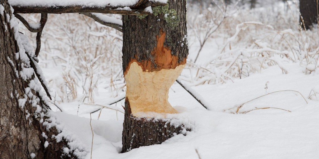 Frontenac Provincial Park tweet media