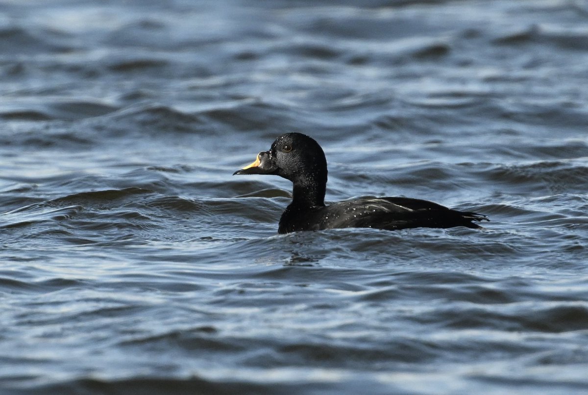 Bri Thompson tweet media