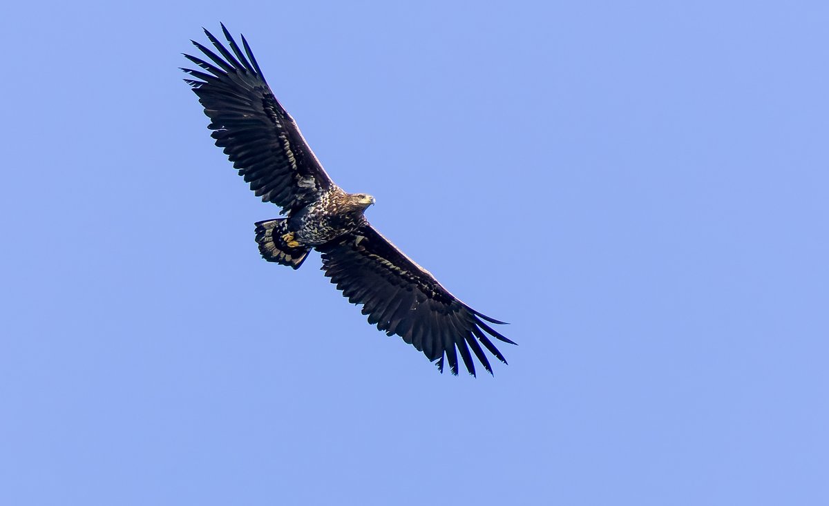 alan lewis wildlife stuff tweet media