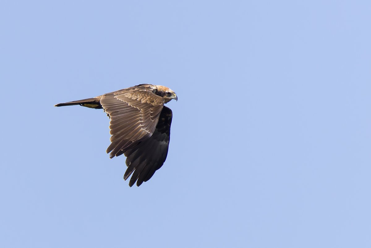 alan lewis wildlife stuff tweet media