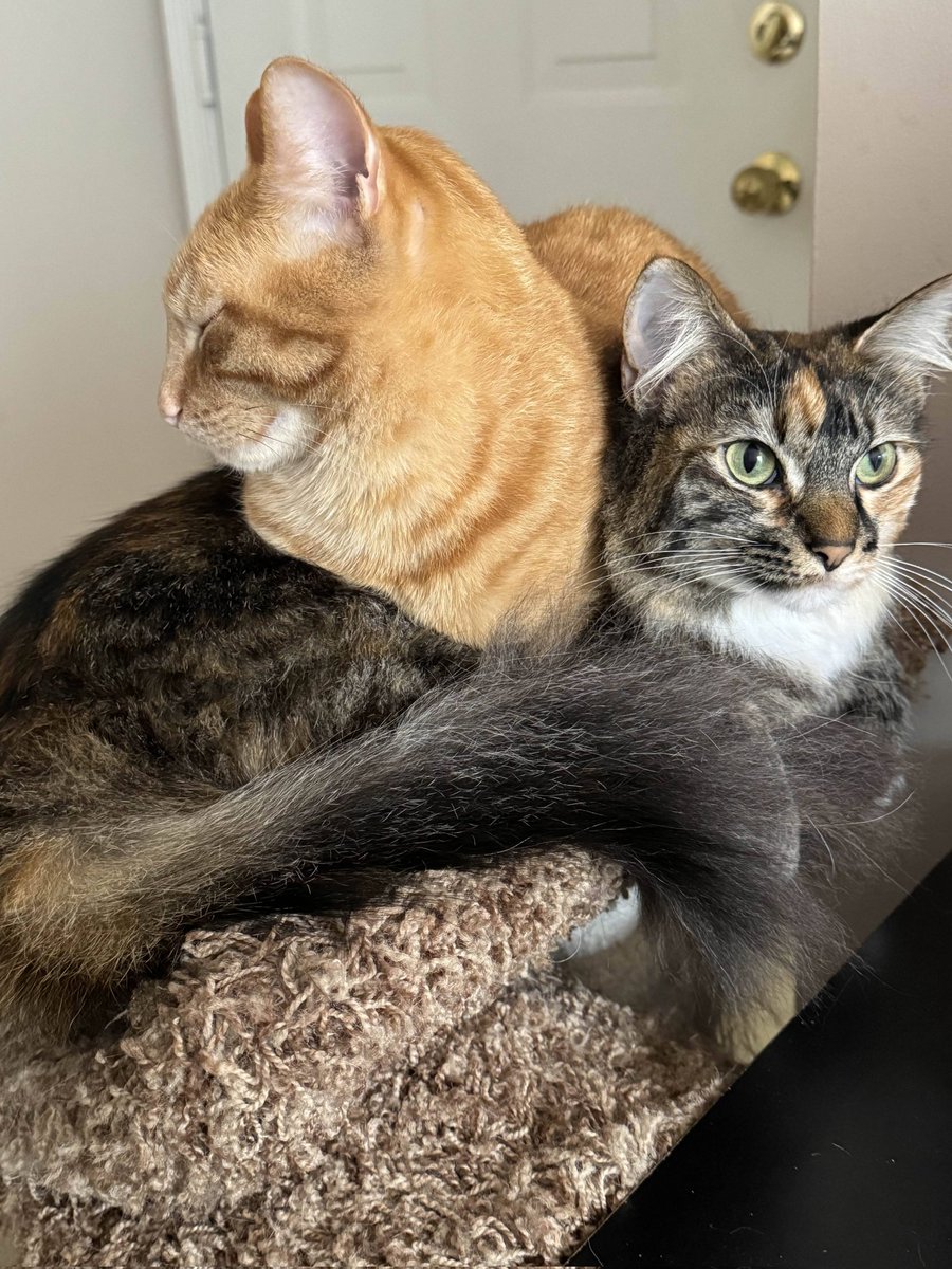 my cheeseball and gravy were bonded like this as strays
they still sleep curled up with each other years later
it's so good to keep bonded pairs together
if you're in the Cali bay area and want kittens, check out this rescue so they can adopt them out in pairs ! 🙏