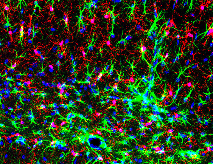 Science Magazine tweet media