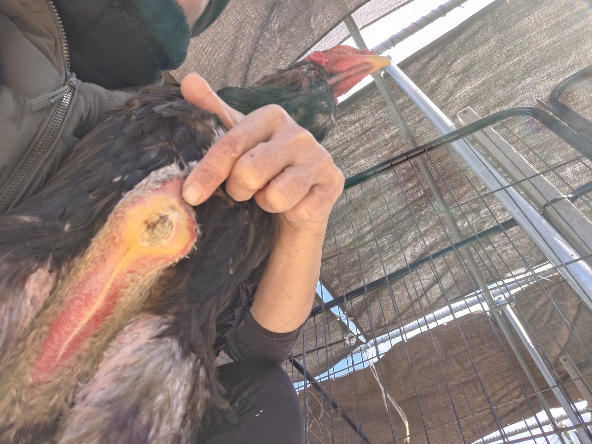 LOfndnUtstj7z8V's tweet photo. 闘牛、闘鶏のメッカと言われる沖縄・うるま市。
これまで警察はずっと
「闘鶏の事実は確認されていません」
と言い続けてきました。
でも実際には、
堂々と看板を掲げ、毎週行われている闘鶏場がありました。
30人以上が集まり、
軍鶏同士を小さな囲い（ボン）に入れて戦わせ、
お金を賭ける。
若い男性もたくさんいたし、女性もいました。
一方の軍鶏Ｂは、下クチバシと蹴り爪を切られ、攻撃力を奪われます。
そしてもう一方の軍鶏Ａが、60分間ひたすら攻撃する。
倒れればＡの勝ち。
でも、
目がなくなろうと、
頭の肉がなくなろうと、
立っていればＢの勝ち。
それが闘鶏のルールです。
これは沖縄だけではありません。
日本全国で行われている闘鶏のルールです。
沖縄ではこれを職業にしている人も多く、
喧嘩をさせるだけではなく、生体の販売も行われています。
その取引は全国、そして世界とも繋がっています。
実際、うちにも闘鶏屋と勘違いした人から
「有精卵を売ってほしい」と
世界各国から問い合わせが来ます。
私が闘鶏の実態を知ったのは2017年。
瀕死の軍鶏を1羽拾ったことがきっかけでした。
そこからもう何年でしょう。
最近やっと警察が重い腰を上げて動くようになりました。
でも、まだ「注意レベル」。
注意にすらならないことも多いのが現実です。
現場で警察官から
「闘鶏って違法なんですか？」
と聞かれることすらあります。
こんな状態では無理だろう…と、絶望することもあります。
それでも、
戦わされ、
負ければ生きたままゴミ袋に詰められて捨てられたり、
餓死させられたりする軍鶏たちを見ていると、
諦めるわけにはいきません。
この軍鶏たちは、通報当日に
ボンの中で実際に戦わされていた2羽です。
証拠品として押収され、
2ヶ月以上も愛護センターで保管されていましたが、
やっとこちらに来ることができました。
Ｂ軍鶏は、痛々しい傷跡だらけです。
頭の肉はえぐられ、ボコボコ。
下クチバシも深く切られていて、ご飯も食べづらい。
毛づくろいも自分ではできません。
ダニだらけだった身体も痒くてたまらず羽をむしった跡があります
そして攻撃側だったＡ軍鶏も、
劣悪な飼育環境のせいで胸に大きなタコができています。
座ったときに当たる部分が不衛生な環境だと、
胸やお腹にこのようなタコができてしまいます。
これが、闘鶏の現実です。
まだ知らない人が多い現実です。
どうかこの事実を、
一人でも多くの人に知ってもらえたらと思います。
よければこの投稿をシェアしてください。
