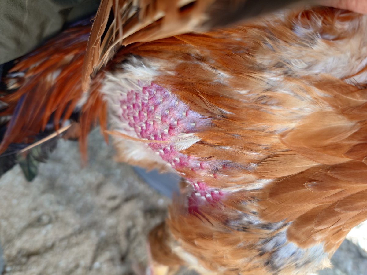 闘牛、闘鶏のメッカと言われる沖縄・うるま市。
これまで警察はずっと
「闘鶏の事実は確認されていません」
と言い続けてきました。
でも実際には、
堂々と看板を掲げ、毎週行われている闘鶏場がありました。
30人以上が集まり、
軍鶏同士を小さな囲い（ボン）に入れて戦わせ、
お金を賭ける。