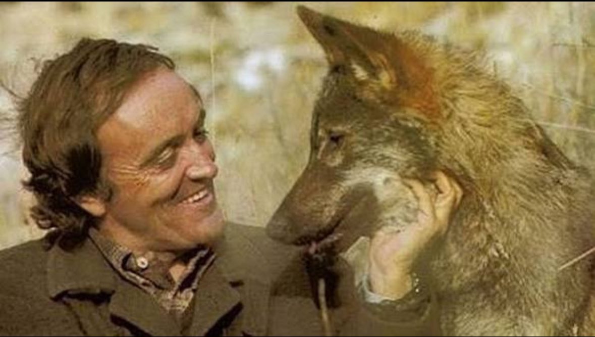 oaragon_esp's tweet photo. Este 14 de marzo se cumplen 46 años sin el gran Félix Rodríguez De la Fuente… fue un adelantado a su tiempo que nos enseñó a sentir respeto y pasión por la naturaleza a millones de personas…. Su programa Fauna Ibérica en TVE siempre estará en nuestro recuerdo. ✋🏻🐺🦅🌍 https://t.co/etnJ8eAV8i