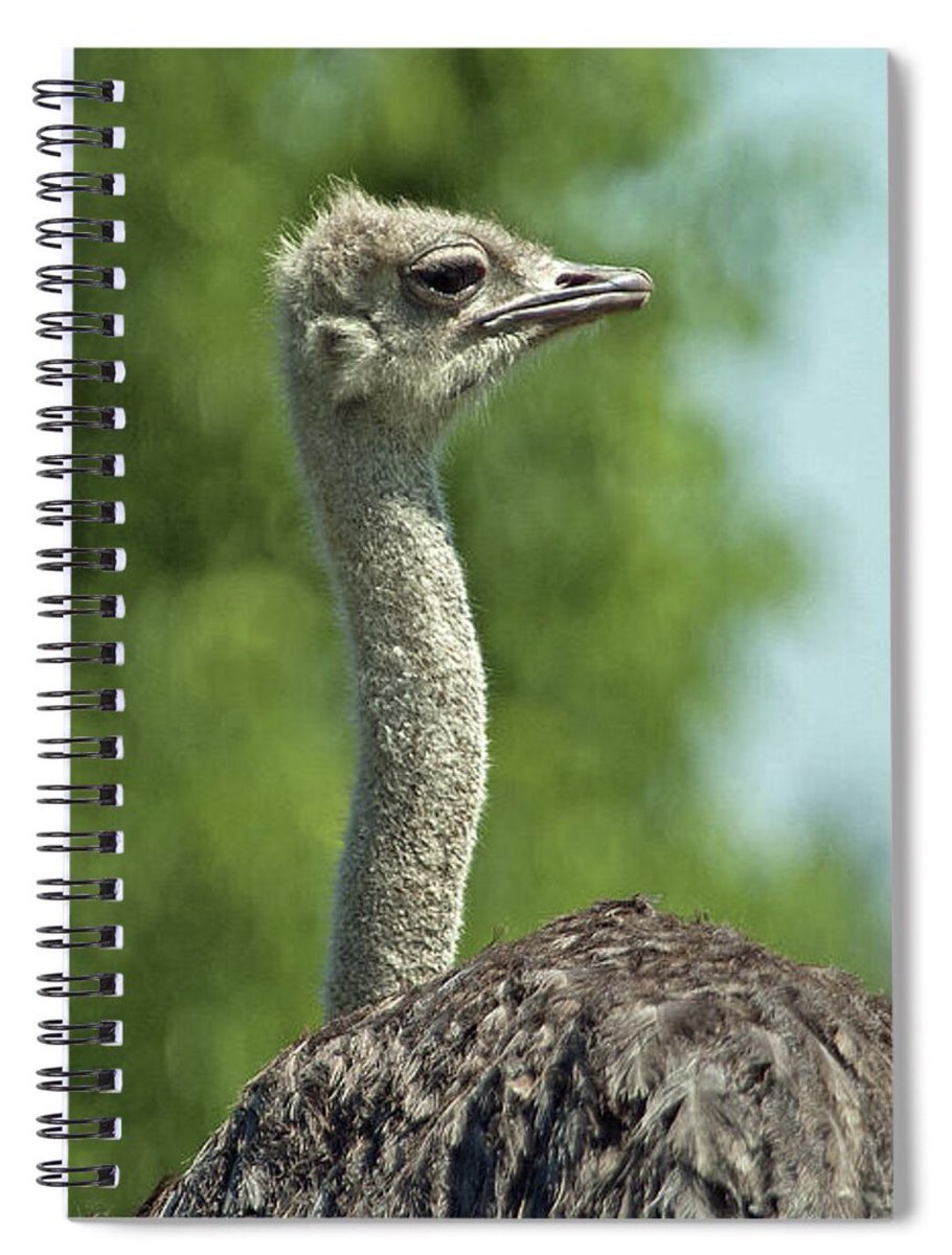 shonna99784's tweet image. 🤣 Majestic Comical Ostrich in Nature - Spiral Notebook shonna-hawkins.pixels.com/featured/majes…

#Majestic #Comical #Ostrich #Nature #Hilarious #Funny #Fun #SpiralNotebook #Notebook #Gifts #GiftIdeas #ShonnaHawkinsPixels