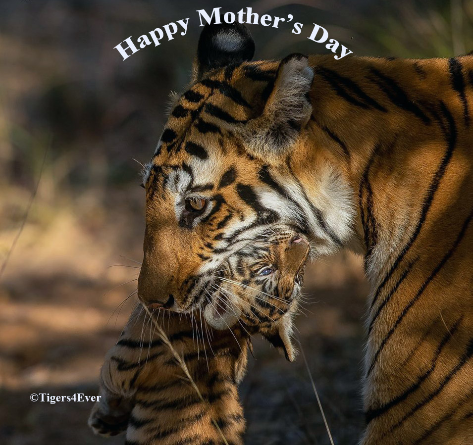Tigers4Ever2010's tweet image. #Tigers are amazing #Mothers too, #HappyMothersDay to all who are celebrating the joy &amp;amp; strength of Mothers in the UK today
