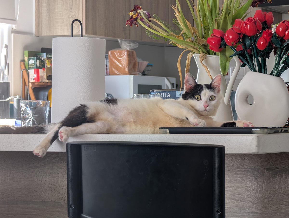 злисица tweet media