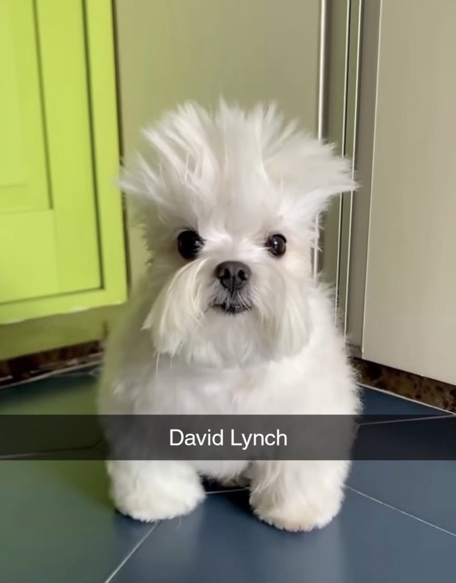 The Cinegogue tweet media