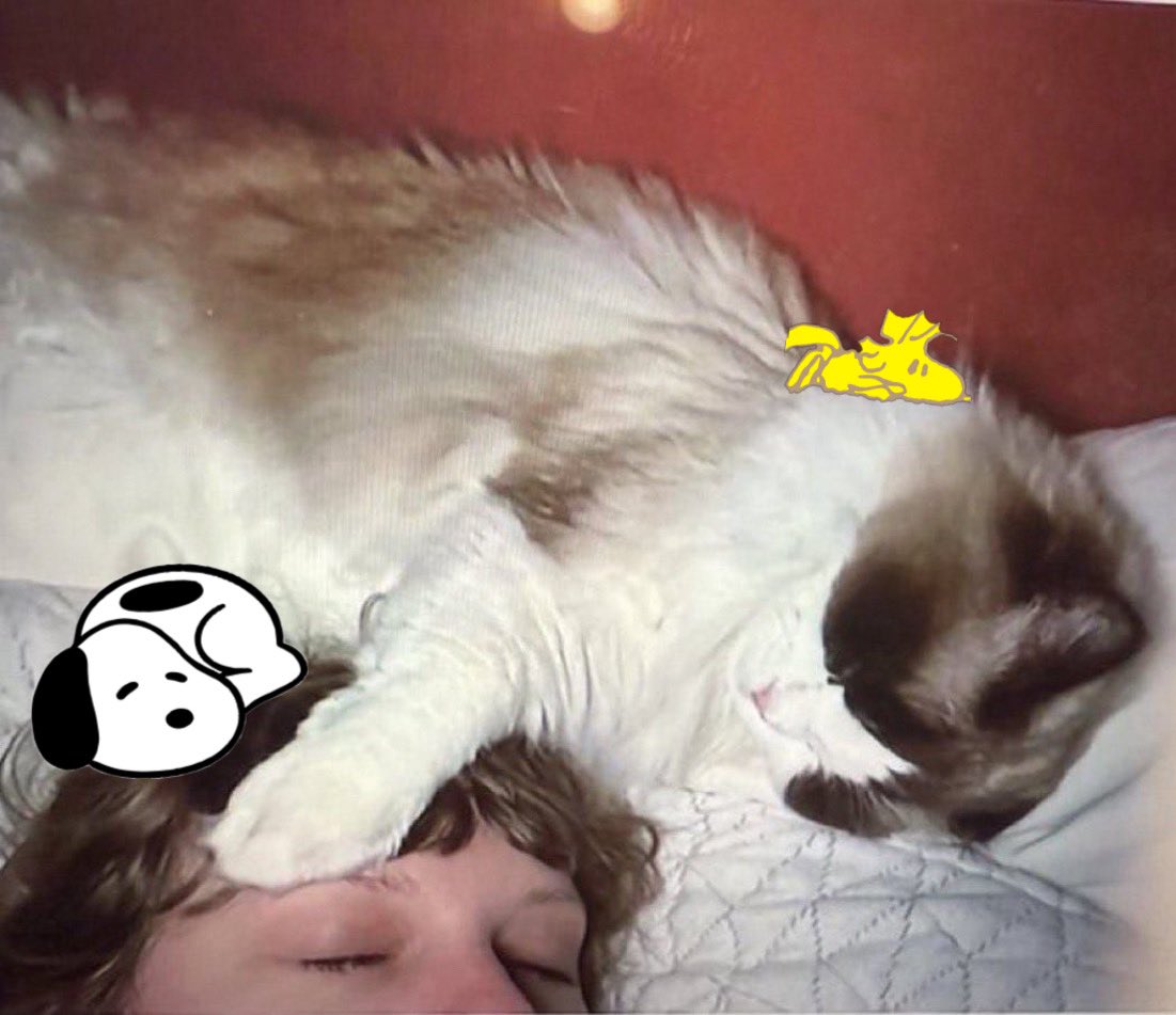 taysnoopys⸆⸉ tweet media