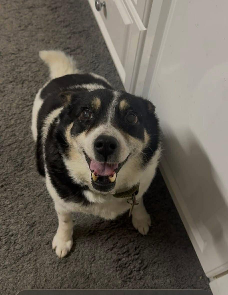 EverMore Dog Rescue tweet media