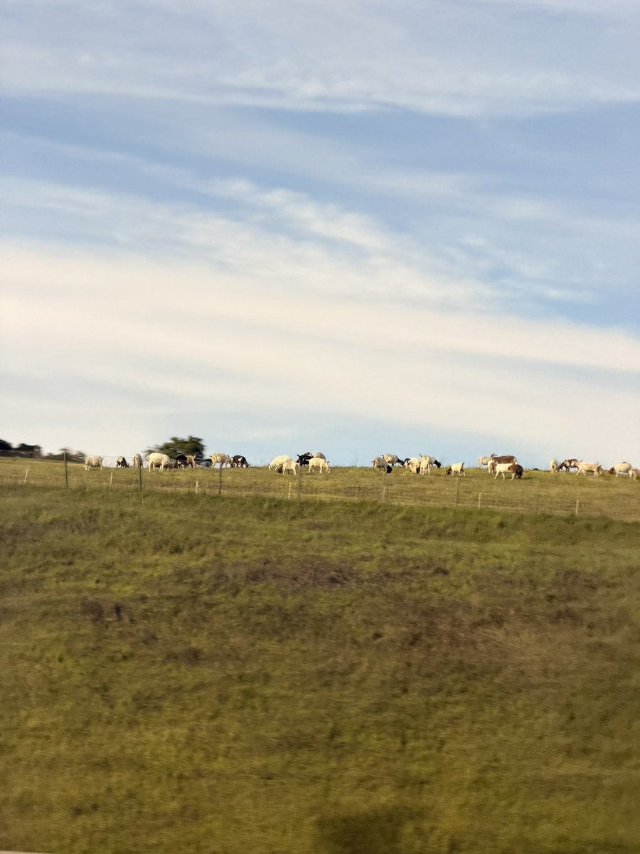 Chung 腸粉🔜🇺🇸Furlingame tweet media