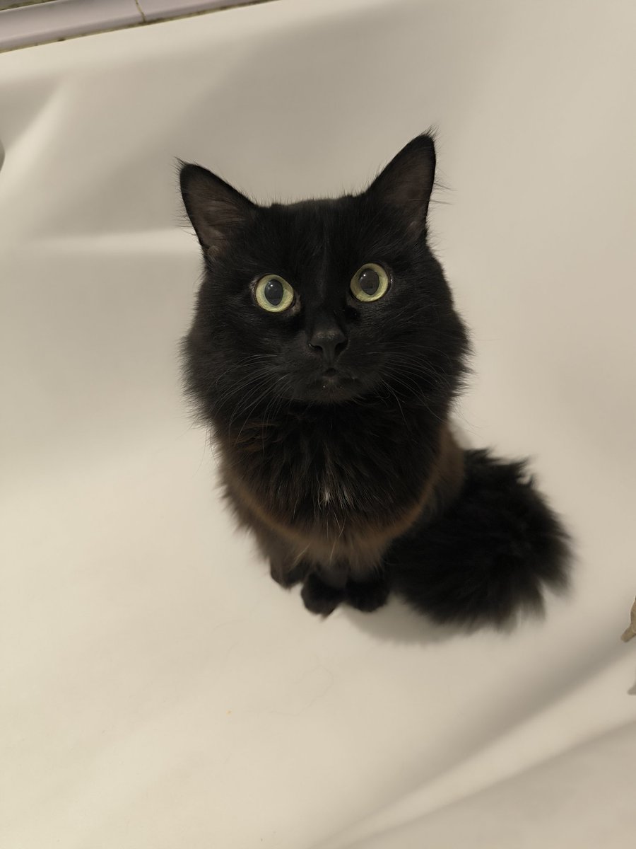 Белка на колёсах tweet media