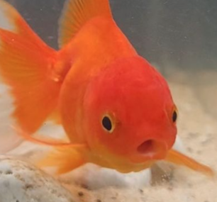 ˗ˏˋtayˎˊ˗ tweet media