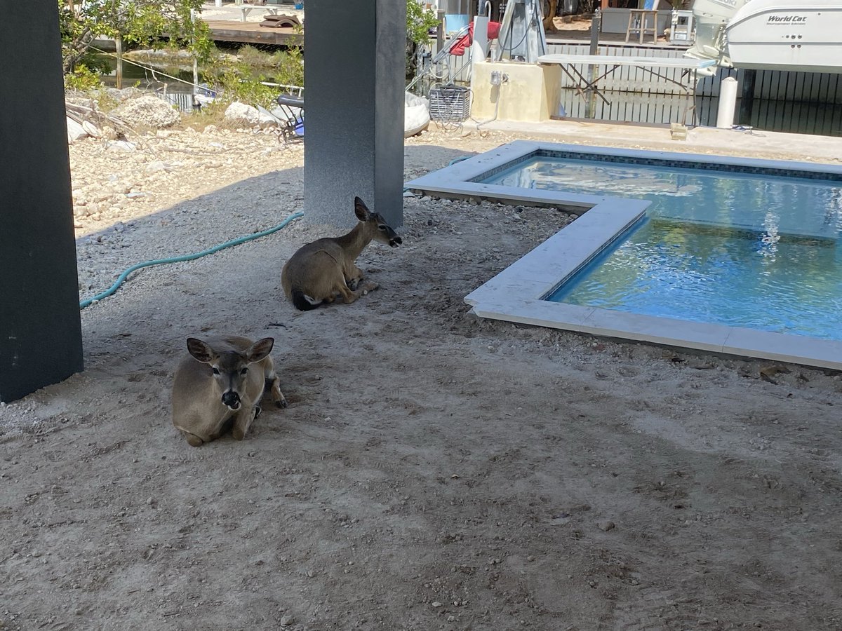 RacingToDisney's tweet photo. Checked on one of my new builds today. Apparently I interrupted their Key Deer Pool party. Who knew they enjoyed the finer things in life? #KeysLife #PoolLife https://t.co/92AzCRcrXw