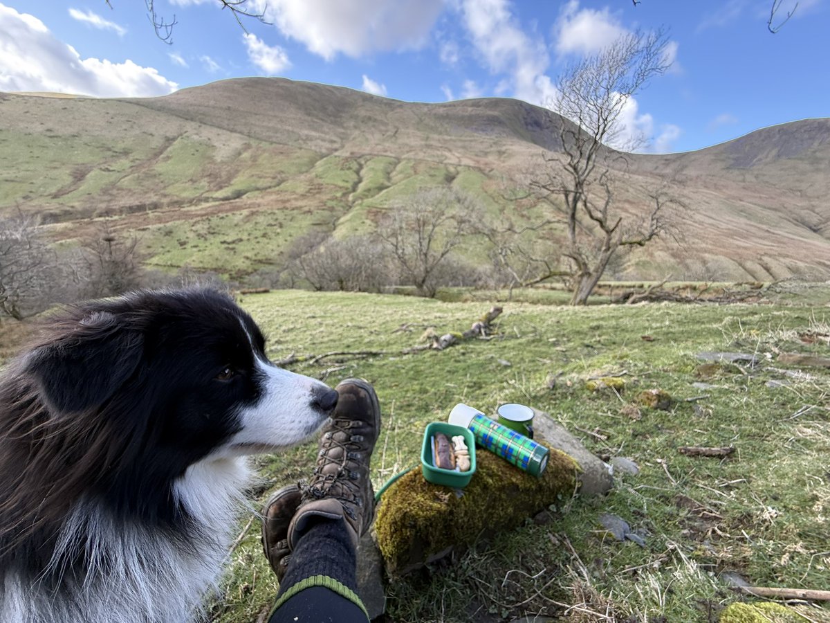 Alison O’Neill ~ Shepherdess tweet media