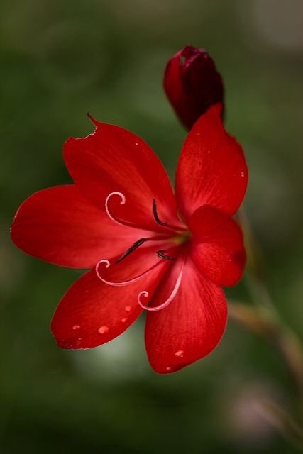 redheart tweet media