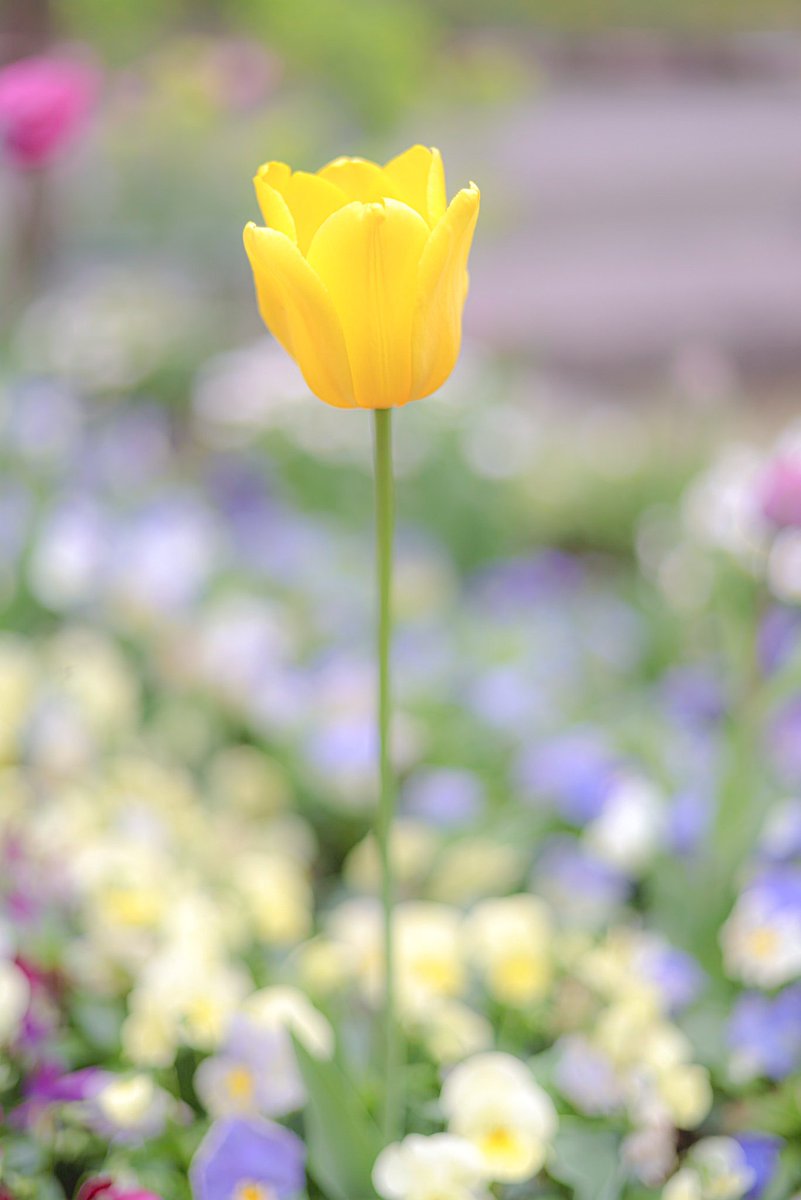 senjiro2018's tweet photo. おはようございます🌷 https://t.co/9jxs8P2Zv6