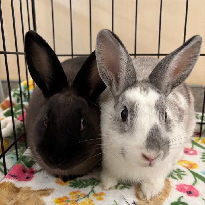 House Rabbit Society tweet media