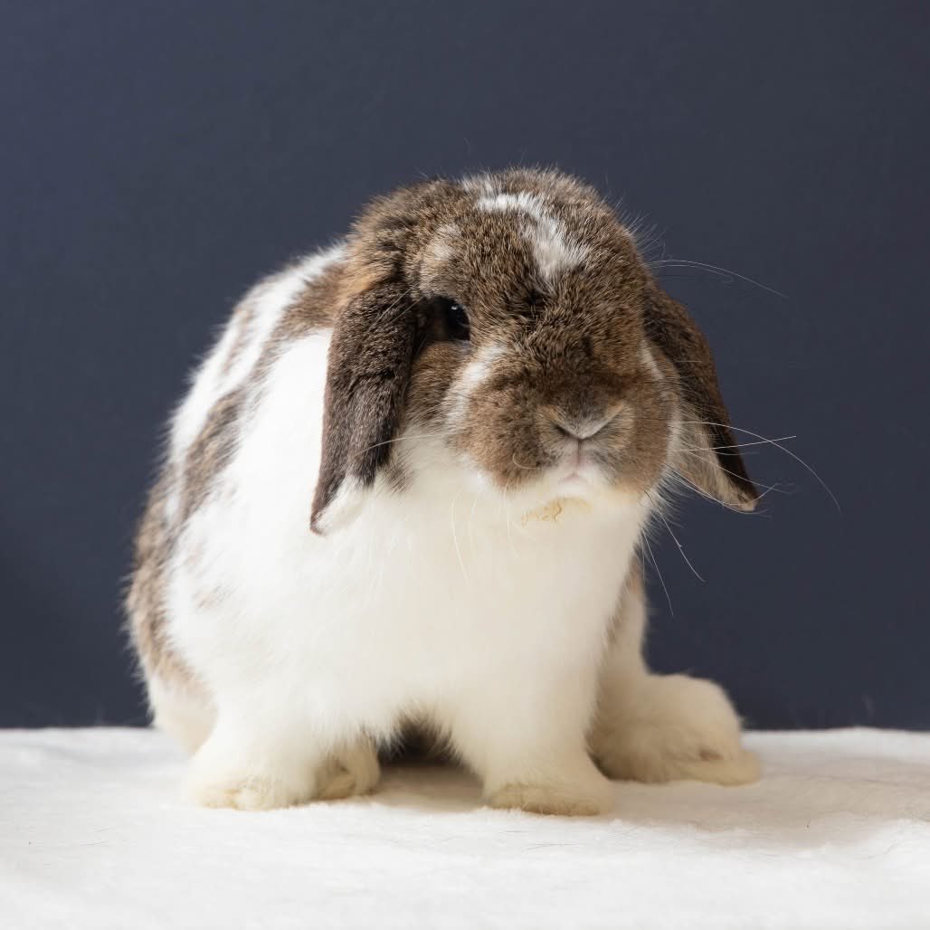 House Rabbit Society tweet media