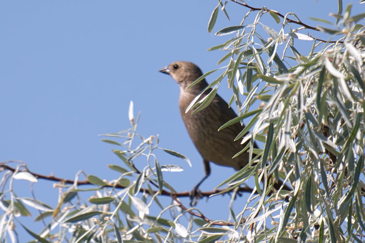 Mark Johnsen tweet media