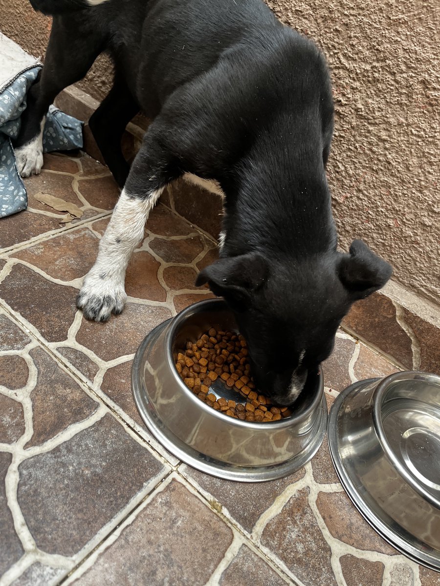 Llegó nueva perrita! 🐾 

La reportaron herida, parece que la atacó otro perro. Es una bb de 6 meses. No se cómo llamarla pero si quieres ser su madrina/padrino de esterilización puedes ponerle nombre. 🐶