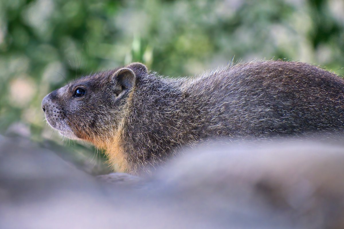 Mark Johnsen tweet media