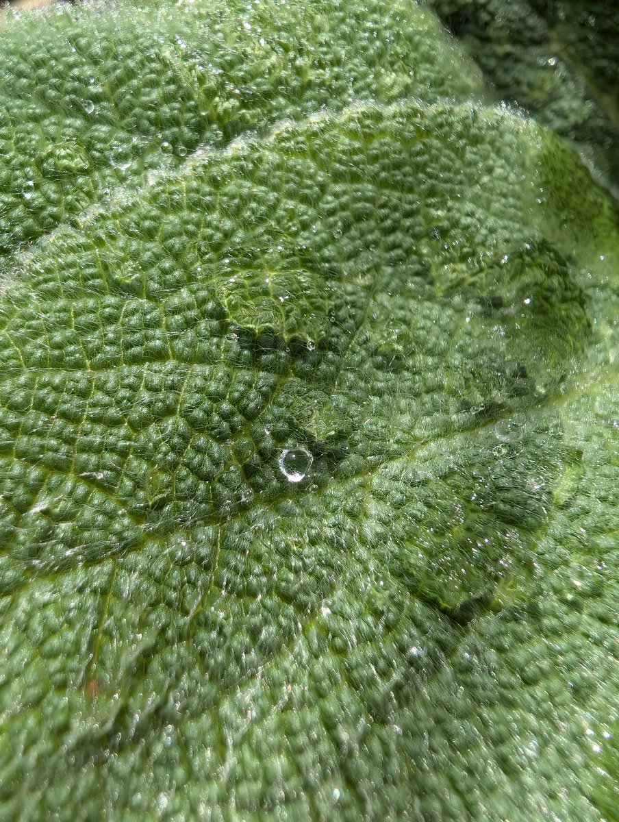 Liz Mangum tweet media